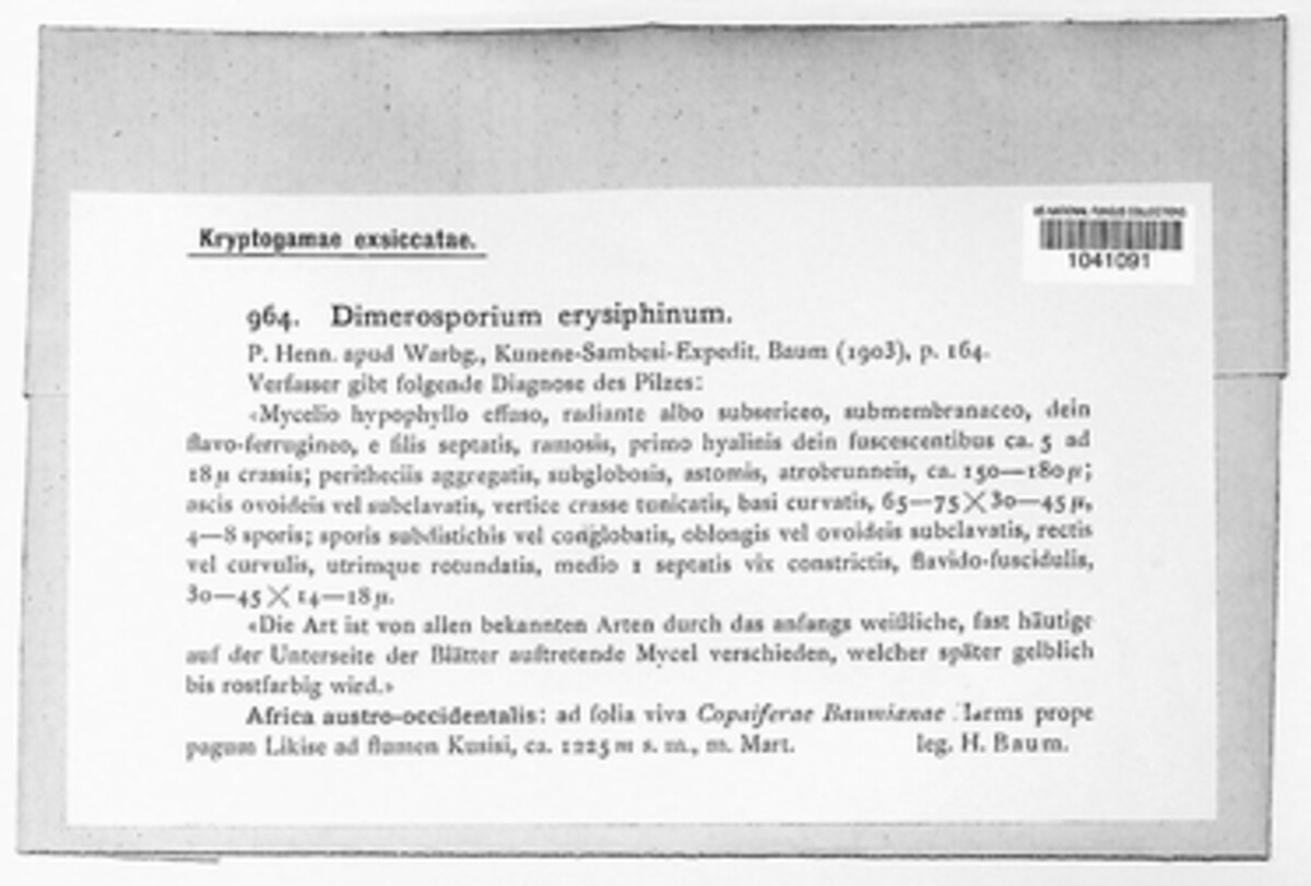 Dimerium erysiphinum image